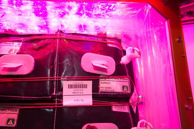 NASA image: Flight Photos - VEG-01B Day 19 GMT 208