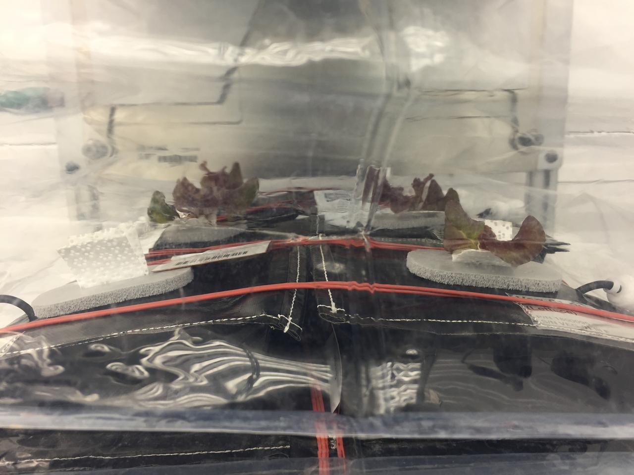 Astronaut Scott Kelly initiated VEG-01 B, the second crop of lettuce, on July, 8, 2015, and both Kelly and Astronaut Kjell Lindgren cared for the plants. The crop grew for 33 days. VEG-01 B included one set of six plant pillows planted with red romaine lettuce seeds. On Aug. 10, 2015, the crew harvested and consumed leaves from each plant. This was the first crop grown and consumed in NASA hardware. They harvested the rest of the plant tissue and froze it in the station’s Minus Eighty-Degree Laboratory Freezer for ISS (MELFI) for return to Earth for further study including microbial analysis, antioxidant capacity, mineral analysis and anthocyanin concentration. 