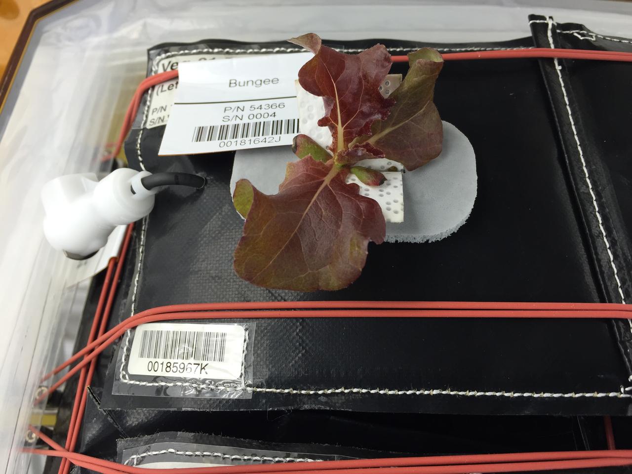 Astronaut Scott Kelly initiated VEG-01 B, the second crop of lettuce, on July, 8, 2015, and both Kelly and Astronaut Kjell Lindgren cared for the plants. The crop grew for 33 days. VEG-01 B included one set of six plant pillows planted with red romaine lettuce seeds. On Aug. 10, 2015, the crew harvested and consumed leaves from each plant. This was the first crop grown and consumed in NASA hardware. They harvested the rest of the plant tissue and froze it in the station’s Minus Eighty-Degree Laboratory Freezer for ISS (MELFI) for return to Earth for further study including microbial analysis, antioxidant capacity, mineral analysis and anthocyanin concentration. 