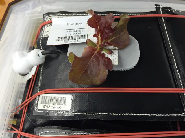 NASA image: Ground Photos - 19 DAI VEG-01B GC