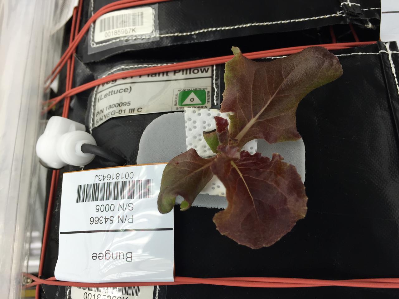 Astronaut Scott Kelly initiated VEG-01 B, the second crop of lettuce, on July, 8, 2015, and both Kelly and Astronaut Kjell Lindgren cared for the plants. The crop grew for 33 days. VEG-01 B included one set of six plant pillows planted with red romaine lettuce seeds. On Aug. 10, 2015, the crew harvested and consumed leaves from each plant. This was the first crop grown and consumed in NASA hardware. They harvested the rest of the plant tissue and froze it in the station’s Minus Eighty-Degree Laboratory Freezer for ISS (MELFI) for return to Earth for further study including microbial analysis, antioxidant capacity, mineral analysis and anthocyanin concentration. 