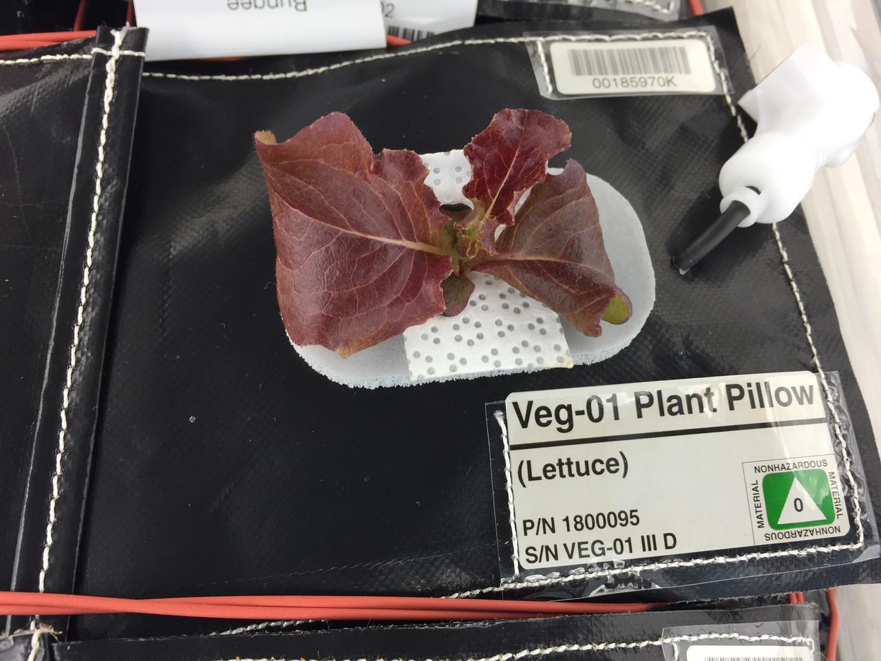 Astronaut Scott Kelly initiated VEG-01 B, the second crop of lettuce, on July, 8, 2015, and both Kelly and Astronaut Kjell Lindgren cared for the plants. The crop grew for 33 days. VEG-01 B included one set of six plant pillows planted with red romaine lettuce seeds. On Aug. 10, 2015, the crew harvested and consumed leaves from each plant. This was the first crop grown and consumed in NASA hardware. They harvested the rest of the plant tissue and froze it in the station’s Minus Eighty-Degree Laboratory Freezer for ISS (MELFI) for return to Earth for further study including microbial analysis, antioxidant capacity, mineral analysis and anthocyanin concentration. 