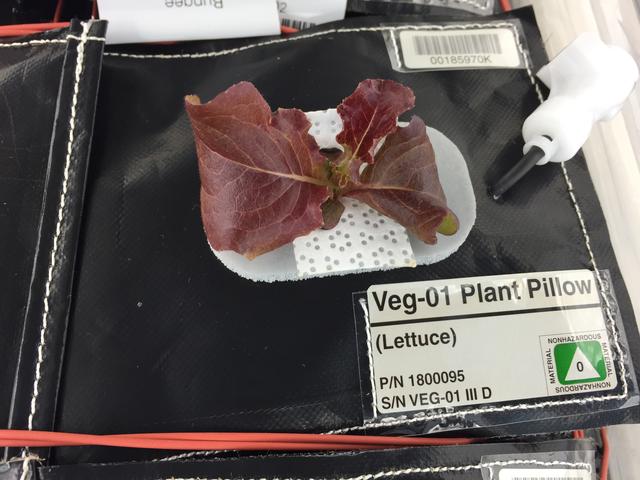 NASA image: Ground Photos - 19 DAI VEG-01B GC