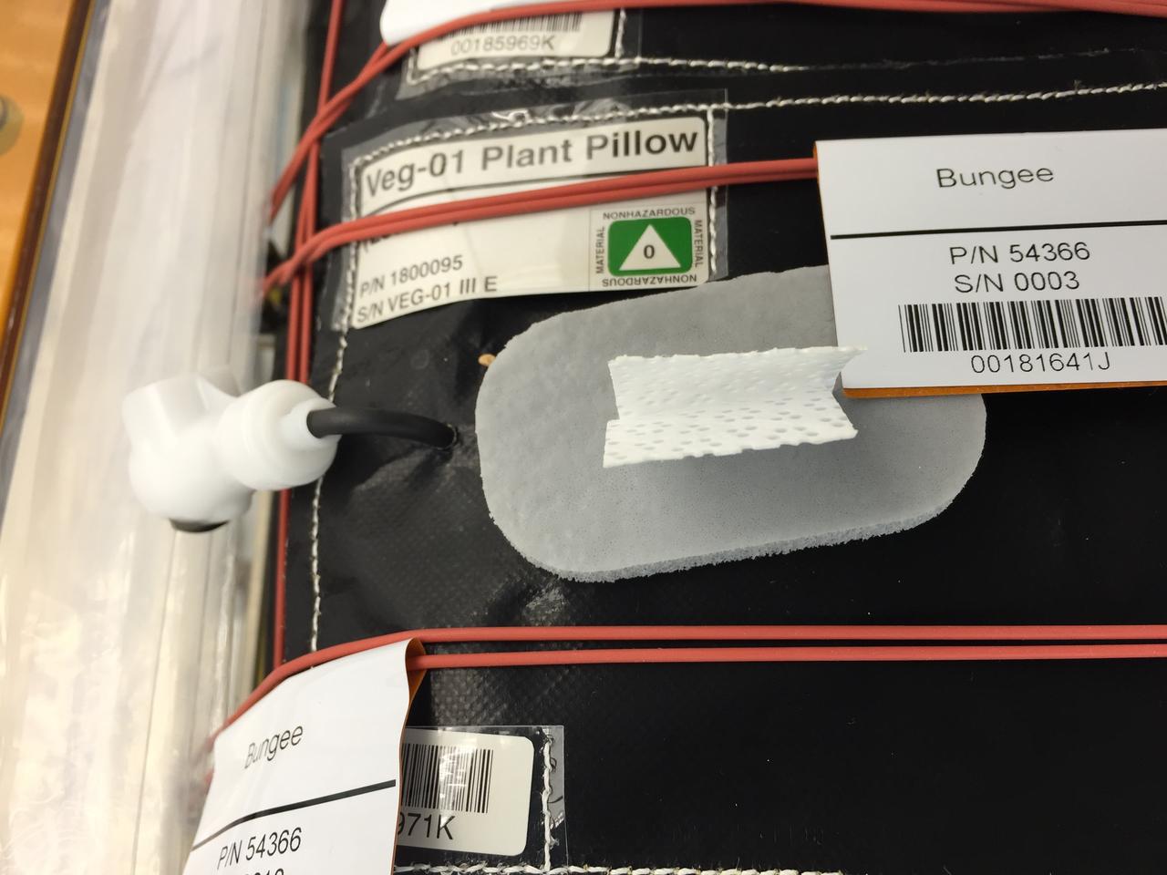 Astronaut Scott Kelly initiated VEG-01 B, the second crop of lettuce, on July, 8, 2015, and both Kelly and Astronaut Kjell Lindgren cared for the plants. The crop grew for 33 days. VEG-01 B included one set of six plant pillows planted with red romaine lettuce seeds. On Aug. 10, 2015, the crew harvested and consumed leaves from each plant. This was the first crop grown and consumed in NASA hardware. They harvested the rest of the plant tissue and froze it in the station’s Minus Eighty-Degree Laboratory Freezer for ISS (MELFI) for return to Earth for further study including microbial analysis, antioxidant capacity, mineral analysis and anthocyanin concentration. 