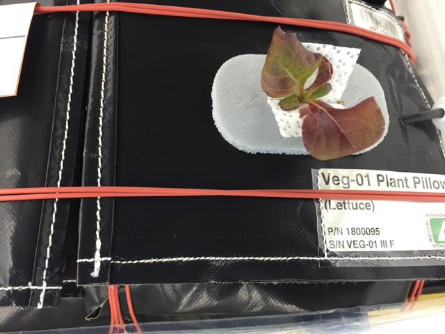 NASA image: Ground Photos - 19 DAI VEG-01B GC