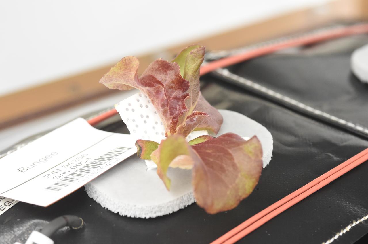 Astronaut Scott Kelly initiated VEG-01 B, the second crop of lettuce, on July, 8, 2015, and both Kelly and Astronaut Kjell Lindgren cared for the plants. The crop grew for 33 days. VEG-01 B included one set of six plant pillows planted with red romaine lettuce seeds. On Aug. 10, 2015, the crew harvested and consumed leaves from each plant. This was the first crop grown and consumed in NASA hardware. They harvested the rest of the plant tissue and froze it in the station’s Minus Eighty-Degree Laboratory Freezer for ISS (MELFI) for return to Earth for further study including microbial analysis, antioxidant capacity, mineral analysis and anthocyanin concentration. 