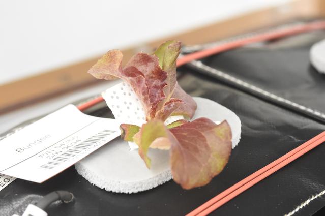 NASA image: Ground Photos - 19 DAI VEG-01B GC