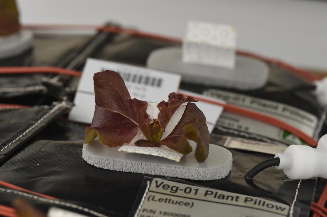 Astronaut Scott Kelly initiated VEG-01 B, the second crop of lettuce, on July, 8, 2015, and both Kelly and Astronaut Kjell Lindgren cared for the plants. The crop grew for 33 days. VEG-01 B included one set of six plant pillows planted with red romaine lettuce seeds. On Aug. 10, 2015, the crew harvested and consumed leaves from each plant. This was the first crop grown and consumed in NASA hardware. They harvested the rest of the plant tissue and froze it in the station’s Minus Eighty-Degree Laboratory Freezer for ISS (MELFI) for return to Earth for further study including microbial analysis, antioxidant capacity, mineral analysis and anthocyanin concentration. 