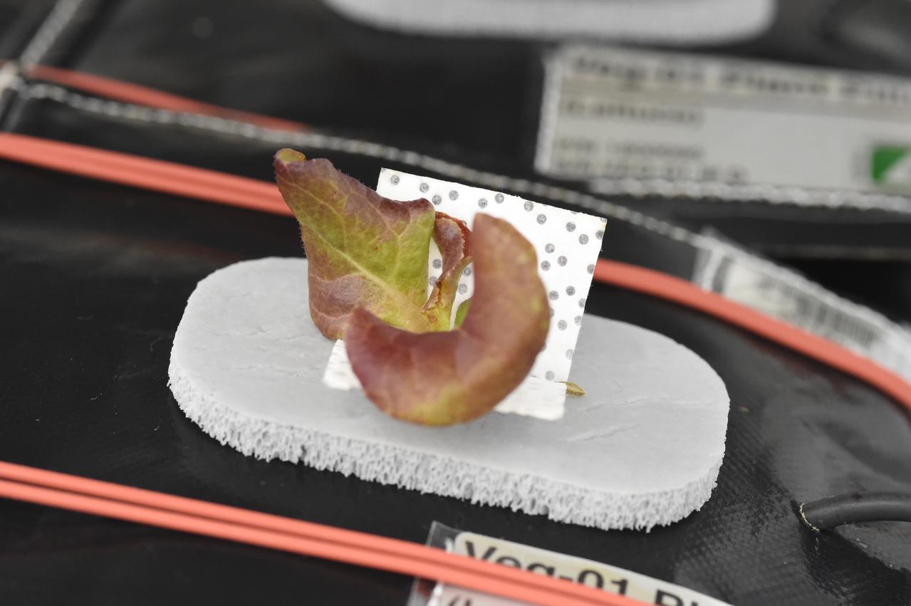Astronaut Scott Kelly initiated VEG-01 B, the second crop of lettuce, on July, 8, 2015, and both Kelly and Astronaut Kjell Lindgren cared for the plants. The crop grew for 33 days. VEG-01 B included one set of six plant pillows planted with red romaine lettuce seeds. On Aug. 10, 2015, the crew harvested and consumed leaves from each plant. This was the first crop grown and consumed in NASA hardware. They harvested the rest of the plant tissue and froze it in the station’s Minus Eighty-Degree Laboratory Freezer for ISS (MELFI) for return to Earth for further study including microbial analysis, antioxidant capacity, mineral analysis and anthocyanin concentration. 