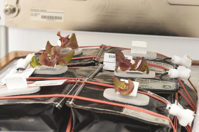 NASA image: Ground Photos - 19 DAI VEG-01B GC