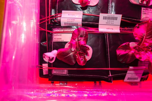 NASA image: Flight Photos - VEG-01B Day 22 GMT 211