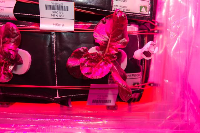 NASA image: Flight Photos - VEG-01B Day 22 GMT 211