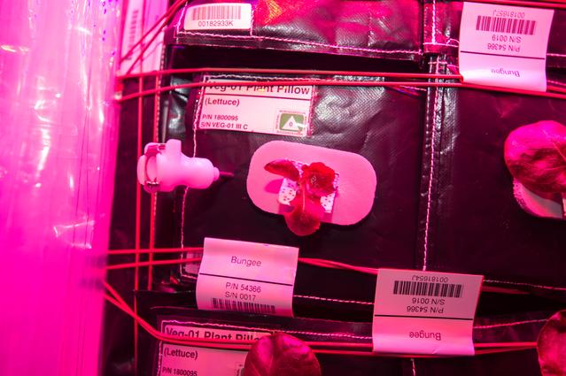 NASA image: Flight Photos - VEG-01B Day 22 GMT 211