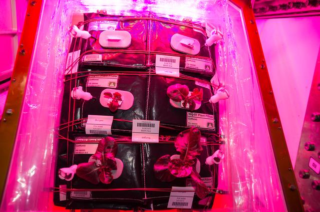 NASA image: Flight Photos - VEG-01B Day 22 GMT 211