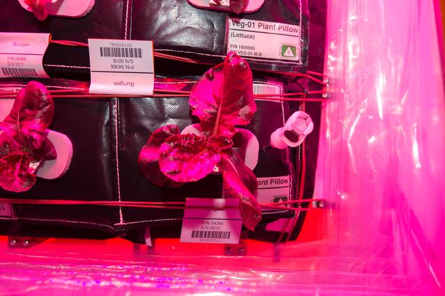 NASA image: Flight Photos - VEG-01B Day 22 GMT 211