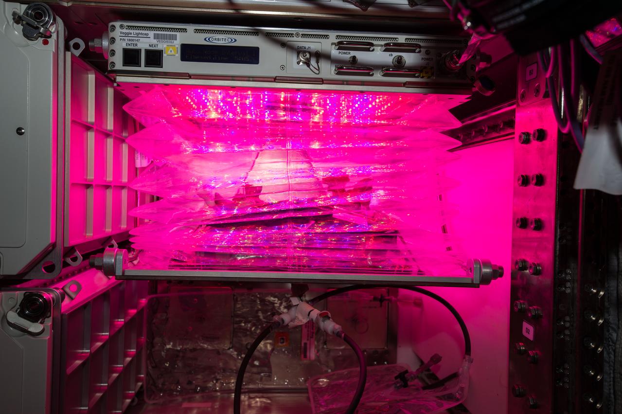 Astronaut Scott Kelly initiated VEG-01 B, the second crop of lettuce, on July, 8, 2015, and both Kelly and Astronaut Kjell Lindgren cared for the plants. The crop grew for 33 days. VEG-01 B included one set of six plant pillows planted with red romaine lettuce seeds. On Aug. 10, 2015, the crew harvested and consumed leaves from each plant. This was the first crop grown and consumed in NASA hardware. They harvested the rest of the plant tissue and froze it in the station’s Minus Eighty-Degree Laboratory Freezer for ISS (MELFI) for return to Earth for further study including microbial analysis, antioxidant capacity, mineral analysis and anthocyanin concentration. 