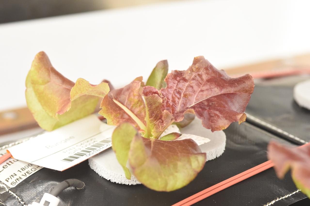 Astronaut Scott Kelly initiated VEG-01 B, the second crop of lettuce, on July, 8, 2015, and both Kelly and Astronaut Kjell Lindgren cared for the plants. The crop grew for 33 days. VEG-01 B included one set of six plant pillows planted with red romaine lettuce seeds. On Aug. 10, 2015, the crew harvested and consumed leaves from each plant. This was the first crop grown and consumed in NASA hardware. They harvested the rest of the plant tissue and froze it in the station’s Minus Eighty-Degree Laboratory Freezer for ISS (MELFI) for return to Earth for further study including microbial analysis, antioxidant capacity, mineral analysis and anthocyanin concentration. 