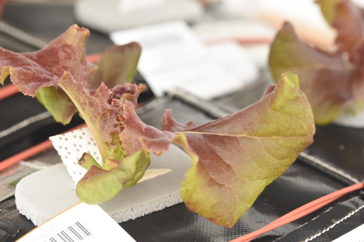 Astronaut Scott Kelly initiated VEG-01 B, the second crop of lettuce, on July, 8, 2015, and both Kelly and Astronaut Kjell Lindgren cared for the plants. The crop grew for 33 days. VEG-01 B included one set of six plant pillows planted with red romaine lettuce seeds. On Aug. 10, 2015, the crew harvested and consumed leaves from each plant. This was the first crop grown and consumed in NASA hardware. They harvested the rest of the plant tissue and froze it in the station’s Minus Eighty-Degree Laboratory Freezer for ISS (MELFI) for return to Earth for further study including microbial analysis, antioxidant capacity, mineral analysis and anthocyanin concentration. 