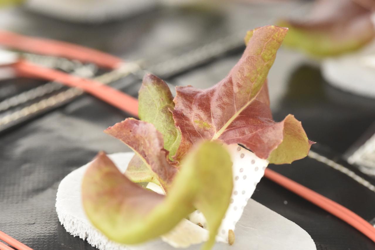 Astronaut Scott Kelly initiated VEG-01 B, the second crop of lettuce, on July, 8, 2015, and both Kelly and Astronaut Kjell Lindgren cared for the plants. The crop grew for 33 days. VEG-01 B included one set of six plant pillows planted with red romaine lettuce seeds. On Aug. 10, 2015, the crew harvested and consumed leaves from each plant. This was the first crop grown and consumed in NASA hardware. They harvested the rest of the plant tissue and froze it in the station’s Minus Eighty-Degree Laboratory Freezer for ISS (MELFI) for return to Earth for further study including microbial analysis, antioxidant capacity, mineral analysis and anthocyanin concentration. 