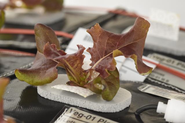 NASA image: Ground Photos - 22 DAI VEG-01B GC