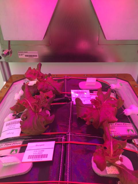 Astronaut Scott Kelly initiated VEG-01 B, the second crop of lettuce, on July, 8, 2015, and both Kelly and Astronaut Kjell Lindgren cared for the plants. The crop grew for 33 days. VEG-01 B included one set of six plant pillows planted with red romaine lettuce seeds. On Aug. 10, 2015, the crew harvested and consumed leaves from each plant. This was the first crop grown and consumed in NASA hardware. They harvested the rest of the plant tissue and froze it in the station’s Minus Eighty-Degree Laboratory Freezer for ISS (MELFI) for return to Earth for further study including microbial analysis, antioxidant capacity, mineral analysis and anthocyanin concentration. 