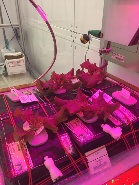 NASA image: Ground Photos - 24 DAI VEG-01B GC