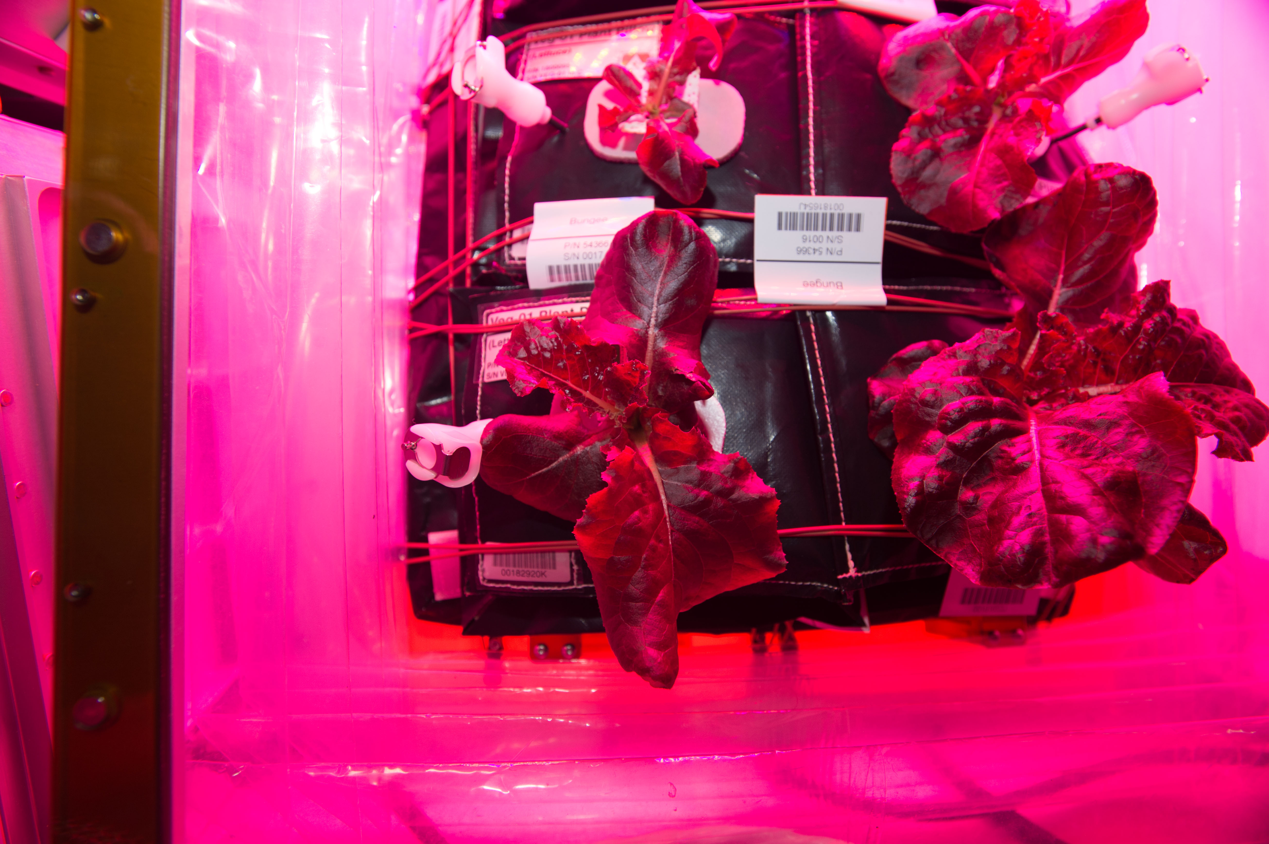 Flight Photos - VEG-01B Day 25