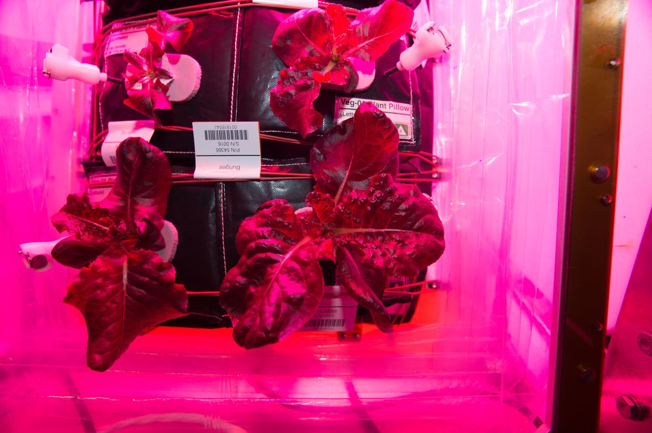 Astronaut Scott Kelly initiated VEG-01 B, the second crop of lettuce, on July, 8, 2015, and both Kelly and Astronaut Kjell Lindgren cared for the plants. The crop grew for 33 days. VEG-01 B included one set of six plant pillows planted with red romaine lettuce seeds. On Aug. 10, 2015, the crew harvested and consumed leaves from each plant. This was the first crop grown and consumed in NASA hardware. They harvested the rest of the plant tissue and froze it in the station’s Minus Eighty-Degree Laboratory Freezer for ISS (MELFI) for return to Earth for further study including microbial analysis, antioxidant capacity, mineral analysis and anthocyanin concentration. 