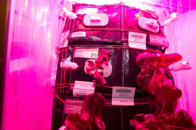 NASA image: Flight Photos - VEG-01B Day 25