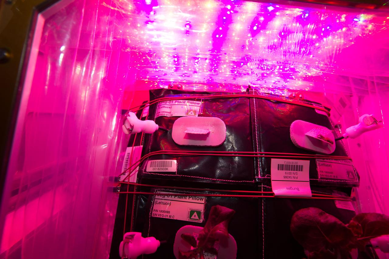 Astronaut Scott Kelly initiated VEG-01 B, the second crop of lettuce, on July, 8, 2015, and both Kelly and Astronaut Kjell Lindgren cared for the plants. The crop grew for 33 days. VEG-01 B included one set of six plant pillows planted with red romaine lettuce seeds. On Aug. 10, 2015, the crew harvested and consumed leaves from each plant. This was the first crop grown and consumed in NASA hardware. They harvested the rest of the plant tissue and froze it in the station’s Minus Eighty-Degree Laboratory Freezer for ISS (MELFI) for return to Earth for further study including microbial analysis, antioxidant capacity, mineral analysis and anthocyanin concentration. 