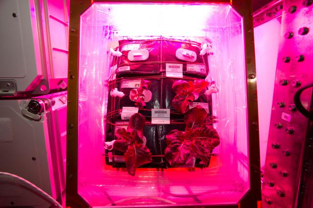 NASA image: Flight Photos - VEG-01B Day 25