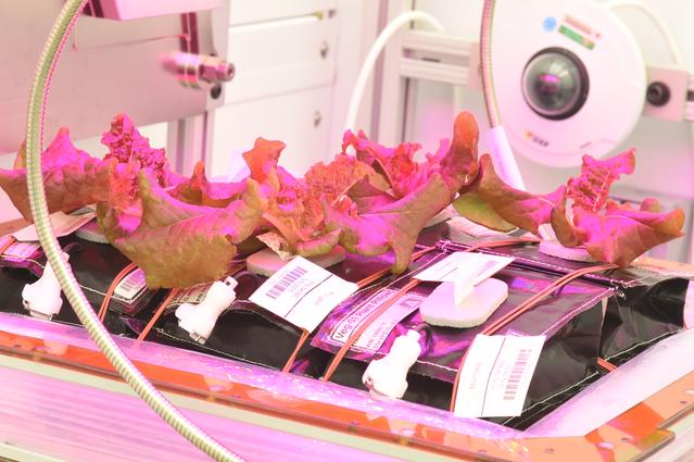 NASA image: Ground Photos - 26 DAI VEG-01B GC