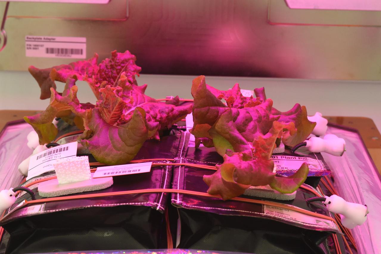 Ground Photos - 26 DAI VEG-01B GC