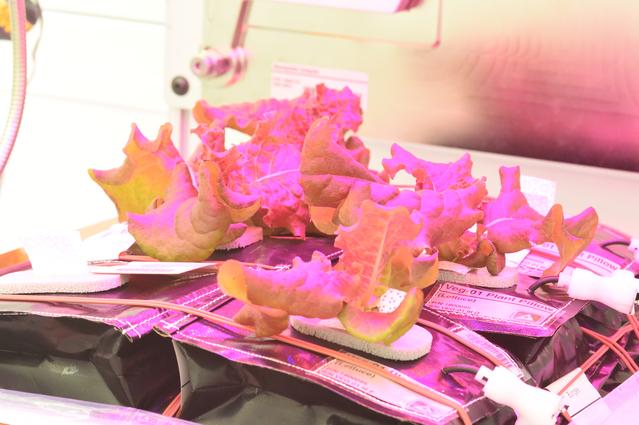 NASA image: Ground Photos - 26 DAI VEG-01B GC