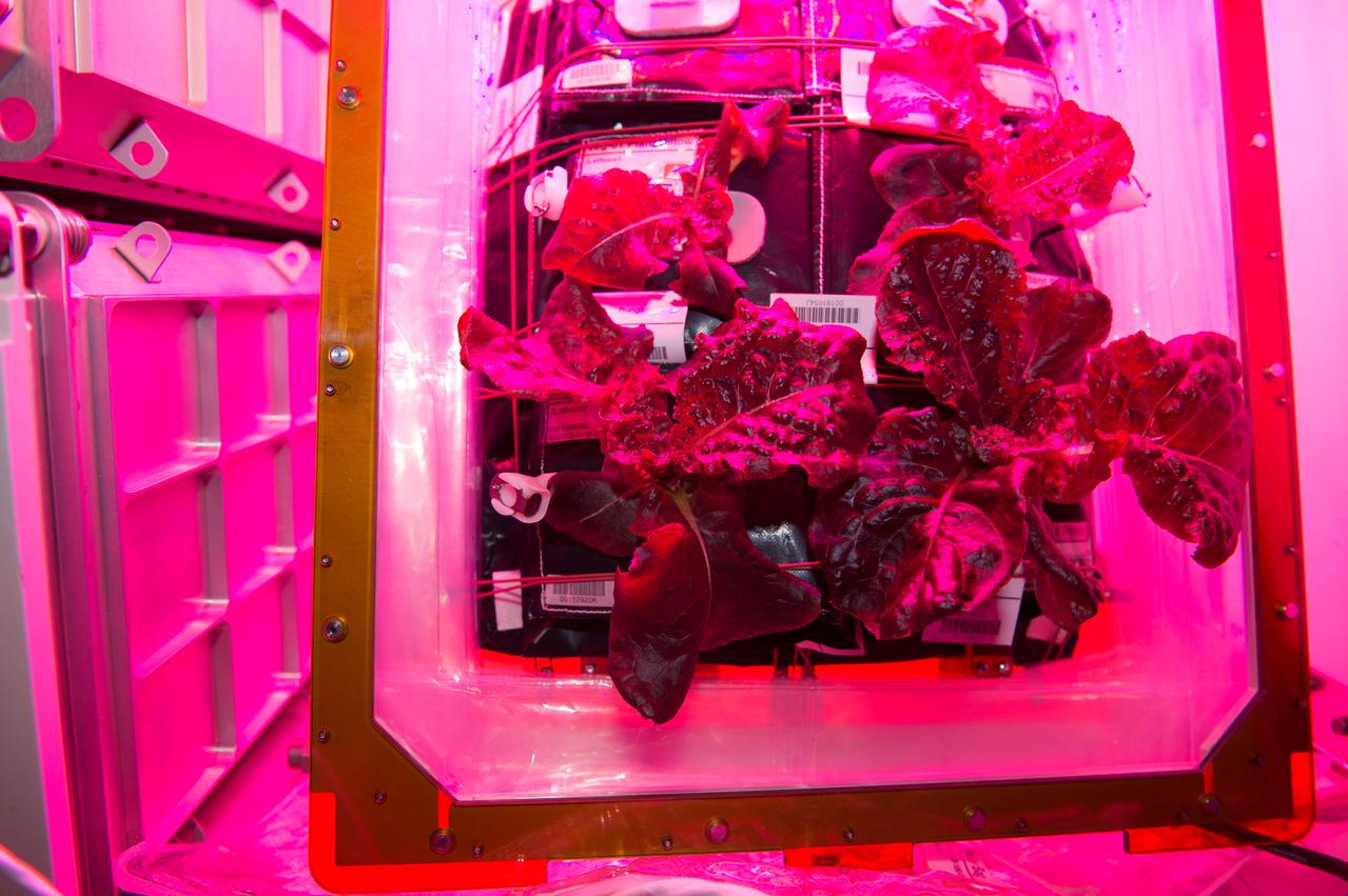 Astronaut Scott Kelly initiated VEG-01 B, the second crop of lettuce, on July, 8, 2015, and both Kelly and Astronaut Kjell Lindgren cared for the plants. The crop grew for 33 days. VEG-01 B included one set of six plant pillows planted with red romaine lettuce seeds. On Aug. 10, 2015, the crew harvested and consumed leaves from each plant. This was the first crop grown and consumed in NASA hardware. They harvested the rest of the plant tissue and froze it in the station’s Minus Eighty-Degree Laboratory Freezer for ISS (MELFI) for return to Earth for further study including microbial analysis, antioxidant capacity, mineral analysis and anthocyanin concentration. 