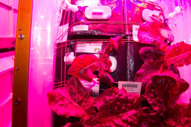 NASA image: Flight Photos - VEG-01B Day 28