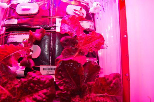 NASA image: Flight Photos - VEG-01B Day 28