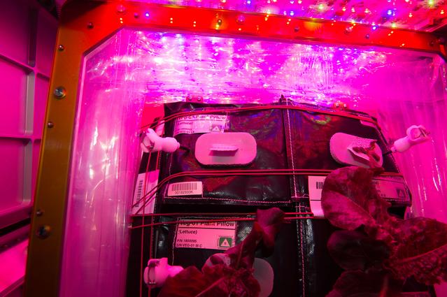 NASA image: Flight Photos - VEG-01B Day 28