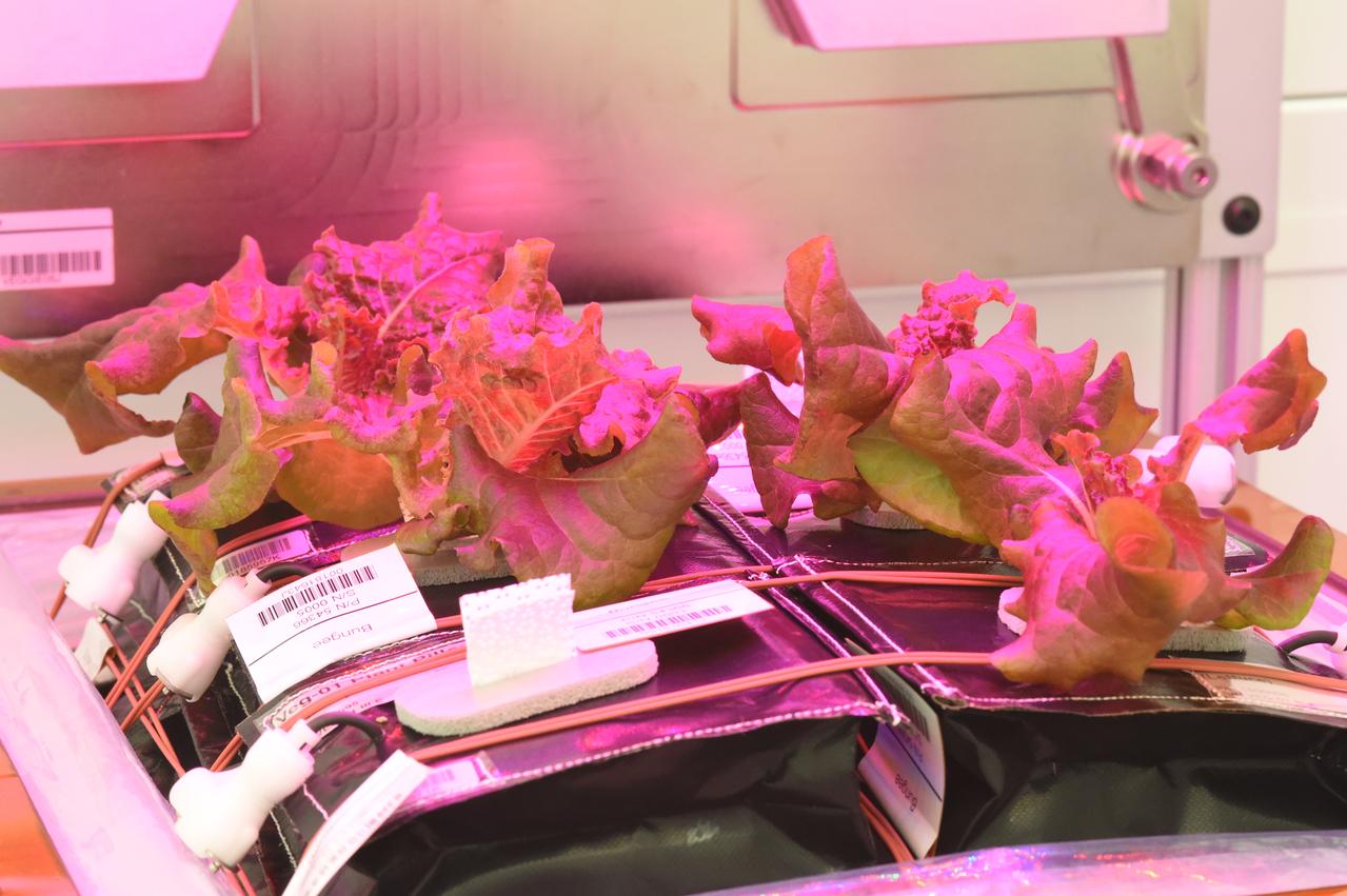 Astronaut Scott Kelly initiated VEG-01 B, the second crop of lettuce, on July, 8, 2015, and both Kelly and Astronaut Kjell Lindgren cared for the plants. The crop grew for 33 days. VEG-01 B included one set of six plant pillows planted with red romaine lettuce seeds. On Aug. 10, 2015, the crew harvested and consumed leaves from each plant. This was the first crop grown and consumed in NASA hardware. They harvested the rest of the plant tissue and froze it in the station’s Minus Eighty-Degree Laboratory Freezer for ISS (MELFI) for return to Earth for further study including microbial analysis, antioxidant capacity, mineral analysis and anthocyanin concentration. 
