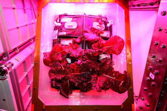 NASA image: Flight Photos - VEG-01B Day 30 GMT 219