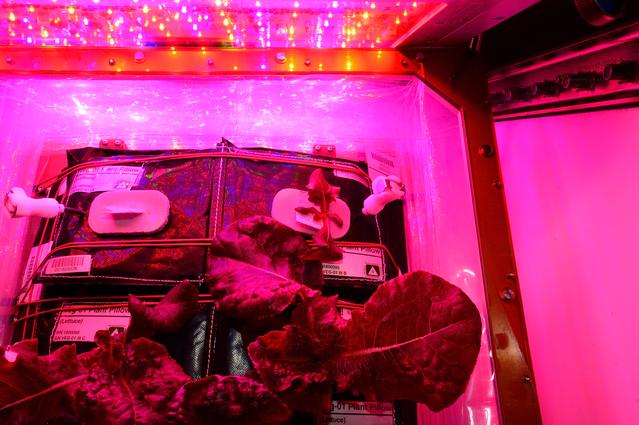 NASA image: Flight Photos - VEG-01B Day 30 GMT 219