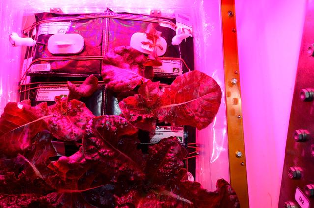 NASA image: Flight Photos - VEG-01B Day 30 GMT 219