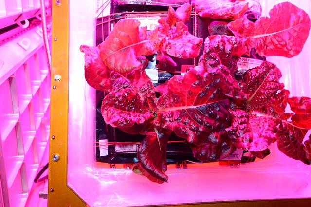 NASA image: Flight Photos - VEG-01B Day 30 GMT 219