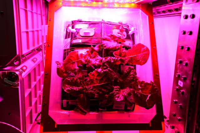 NASA image: Flight Photos - VEG-01B Day 30 GMT 219