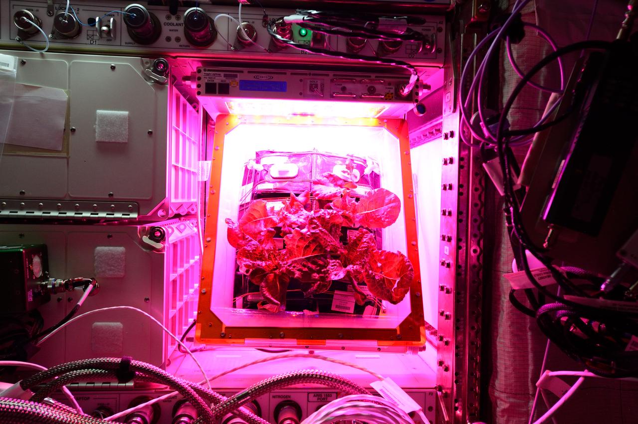 Astronaut Scott Kelly initiated VEG-01 B, the second crop of lettuce, on July, 8, 2015, and both Kelly and Astronaut Kjell Lindgren cared for the plants. The crop grew for 33 days. VEG-01 B included one set of six plant pillows planted with red romaine lettuce seeds. On Aug. 10, 2015, the crew harvested and consumed leaves from each plant. This was the first crop grown and consumed in NASA hardware. They harvested the rest of the plant tissue and froze it in the station’s Minus Eighty-Degree Laboratory Freezer for ISS (MELFI) for return to Earth for further study including microbial analysis, antioxidant capacity, mineral analysis and anthocyanin concentration. 