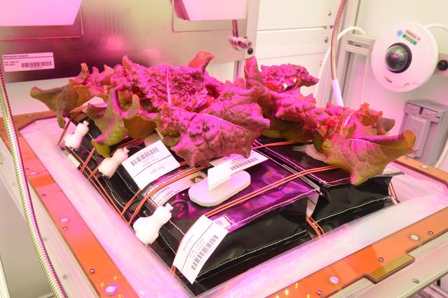 NASA image: Ground Photos - 30 DAI VEG-01B GC