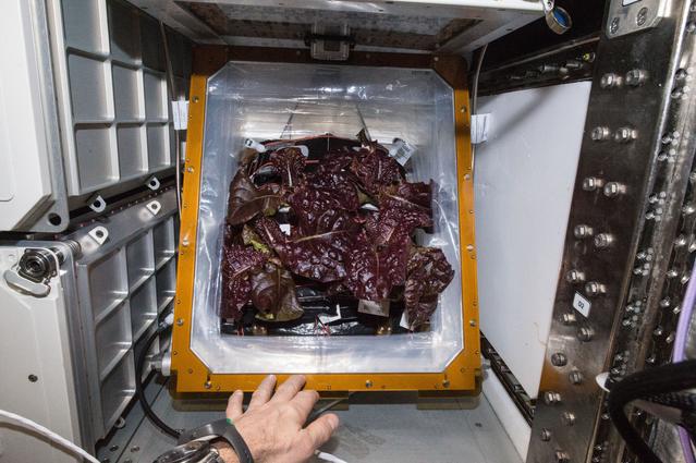 NASA image: Flight Photos - VEG-01B Day 32