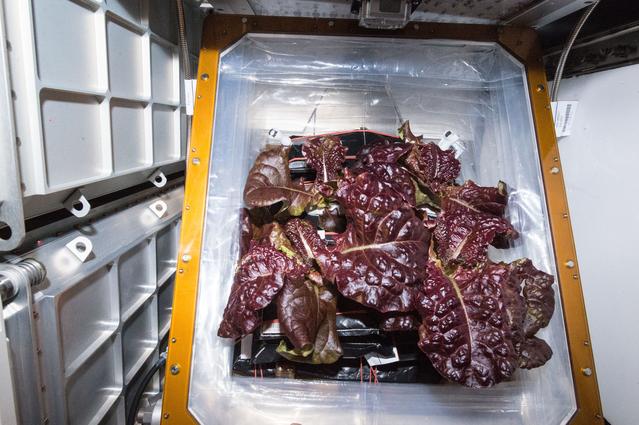 NASA image: Flight Photos - VEG-01B Day 32