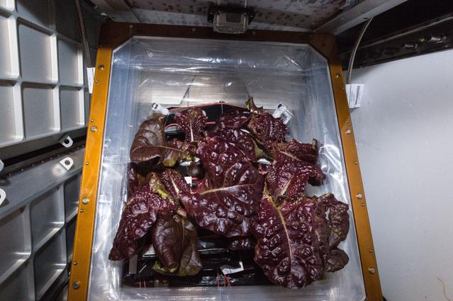 NASA image: Flight Photos - VEG-01B Day 32