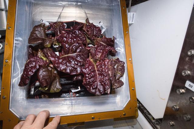 NASA image: Flight Photos - VEG-01B Day 32